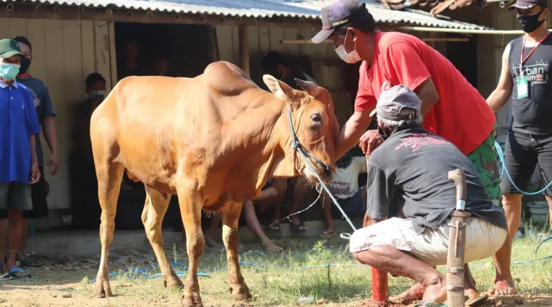 Daftar Harga Sapi Kurban 2025