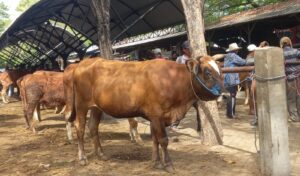 Daftar Harga Sapi Kurban 2025
