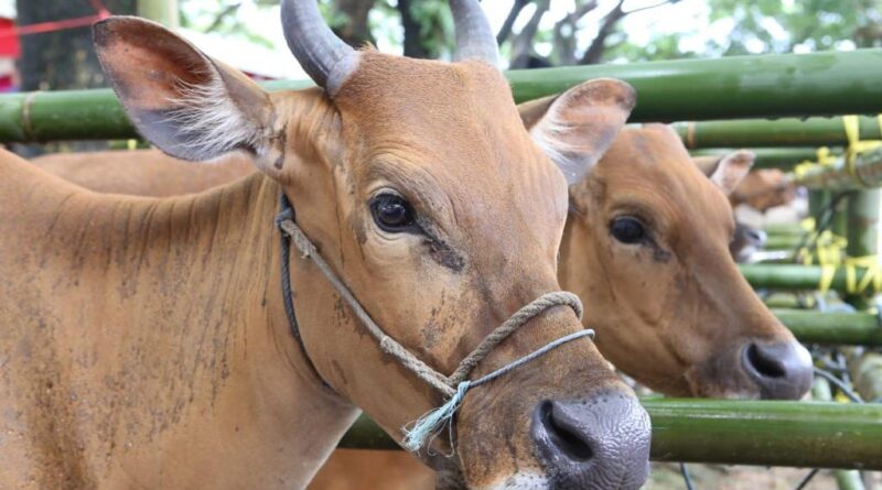 harga sapi kurban Palembang